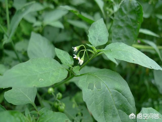 农村里,有一种像辣椒叶的野菜叫什么,有啥用? - 百科网