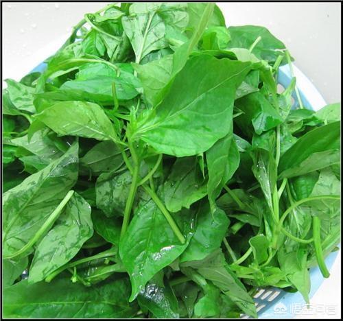 农村里,有一种像辣椒叶的野菜叫什么,有啥用? - 百科网