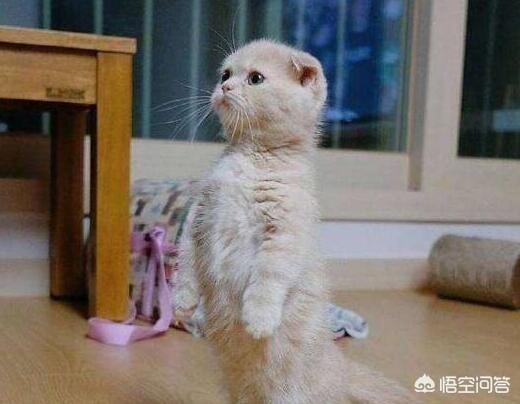 银折耳猫为什么不能养:折耳猫真的活不过两年吗？