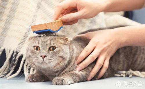 猫脱毛露皮肤:猫咪的后脚丫子掉毛，看到肉了，是什么皮肤病？