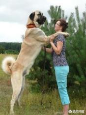 中亚犬和高加索打架:中亚和高加索，坎高哪个厉害？