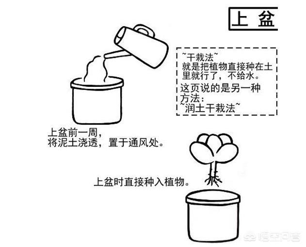 多肉植物翡翠景天小苗:播种多肉小苗移栽方法是什么？