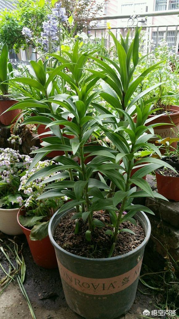 头条问答 - 百合花怎么养能使植株比较矮?(2个回答)