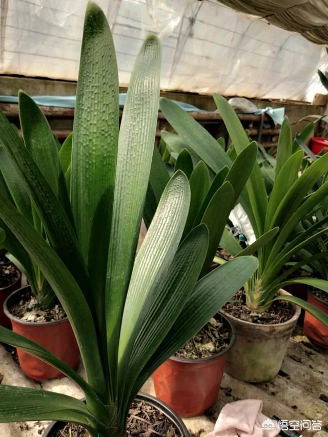 头条问答 - 如何识别君子兰假种子?(2个回答)