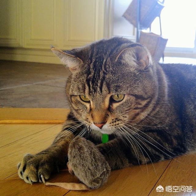 德文卷毛猫的缺点:白色德文卷毛猫缺点 第一次养猫，哪种猫比较合适？