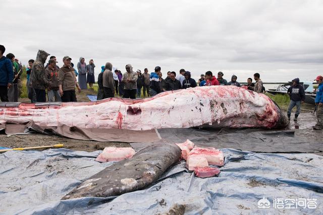 丹麦为什么杀海豚，为什么中国人几乎什么都吃，却唯独对金鱼敬而远之