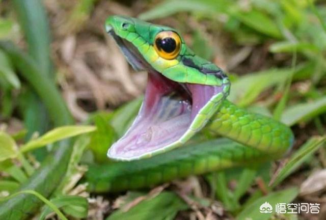 农村里常见的＂绿瘦蛇＂有毒吗？你那边的农村里有没有？