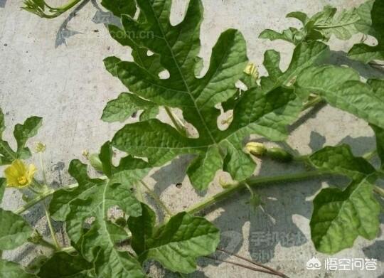 百年前的顶级西瓜长啥样，种植的西瓜，只见开花不见结果是怎么回事