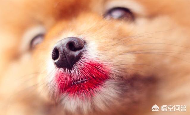 哈多利系博美成年犬多大:新手如何饲养一只博美犬？