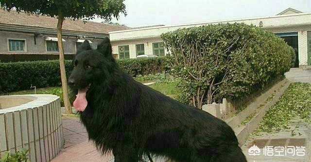昆明狼犬图片大全:我国智商最高的狼犬是哪一种？为什么？ 法国狼犬图片大全