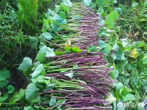 做家常菜有讲究吗？