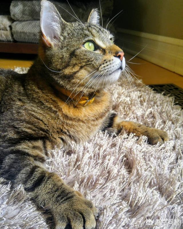 猫猫音乐:猫可以听懂并享受音乐吗？