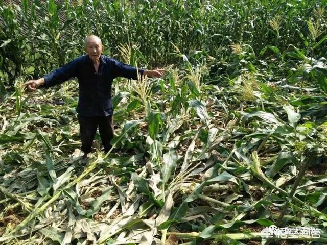 雪狼狗在哪弄:雪狼狗视频 野猪一般在什么地方做窝？怎么在农村山上找到野猪的窝？