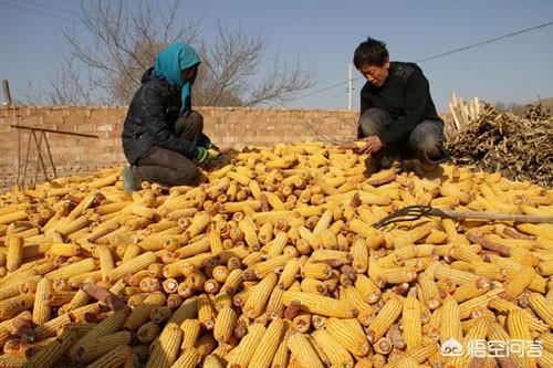 羊能吃动物性饲料么:养猪和养山羊一起养可以吗？在南方的山丘里面养殖合适吗？