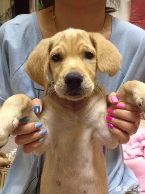 导盲犬图片:导盲犬是知道主人的目的地的？还是只是协助行走？