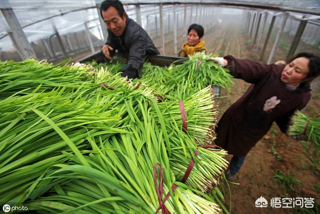 農村土地種植不賺錢,有哪些方式可以增加收入?-芃睿知識網