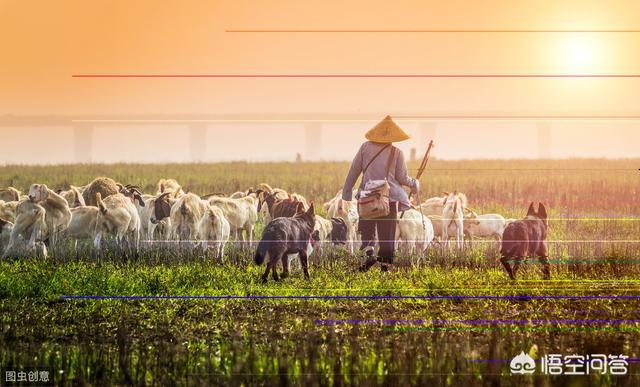 珍珠狗头趴在一块石头上:我有30来只羊，总是乱跑，怎样放省事？