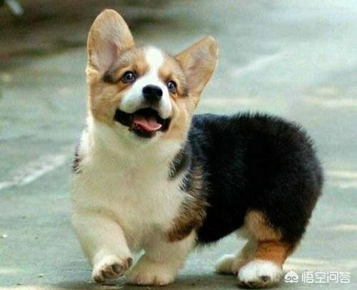 蝴蝶犬智商比格犬好养吗:蝴蝶犬的日常饲养，有哪些注意事项？