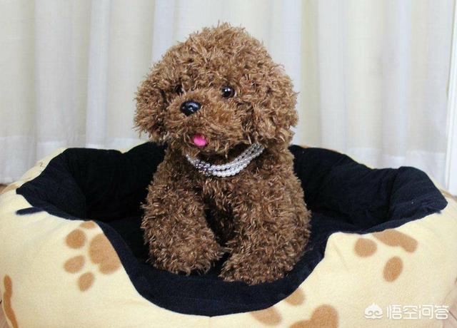 蝴蝶犬智商比格犬好养吗:蝴蝶犬的日常饲养，有哪些注意事项？