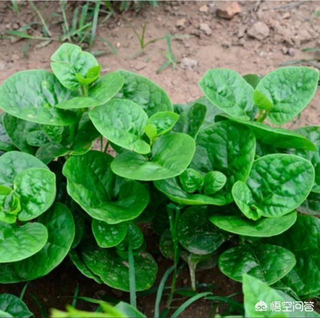 木耳菜含钙量比牛奶高，是一种非常好的蔬菜，适宜家庭小菜园种植吗？