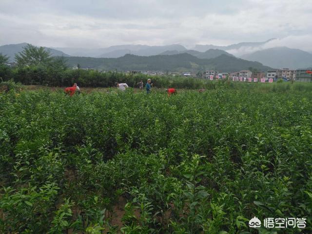 水果大战害虫:家里水果烂了，出现很多小虫子到处飞，有什么好办法处理？