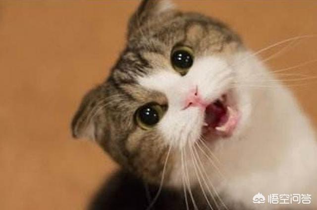 恋爱猫猫在一起游戏答案:对不起我实在太想谈恋爱了，想问问在哪能找到男朋友？ 恋爱猫猫在一起小游戏