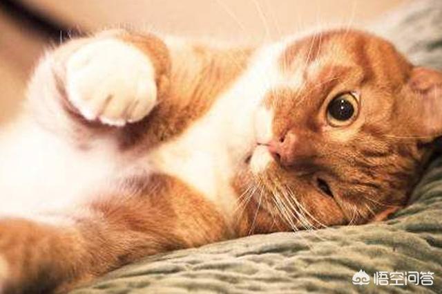 恋爱猫猫在一起游戏答案:对不起我实在太想谈恋爱了，想问问在哪能找到男朋友？ 恋爱猫猫在一起小游戏