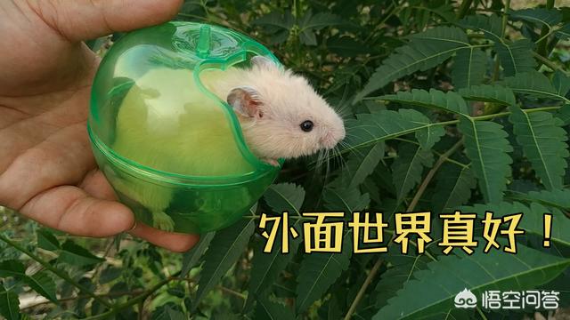瓜皮猫原图:被宠物极度依恋是一种怎样的体验？