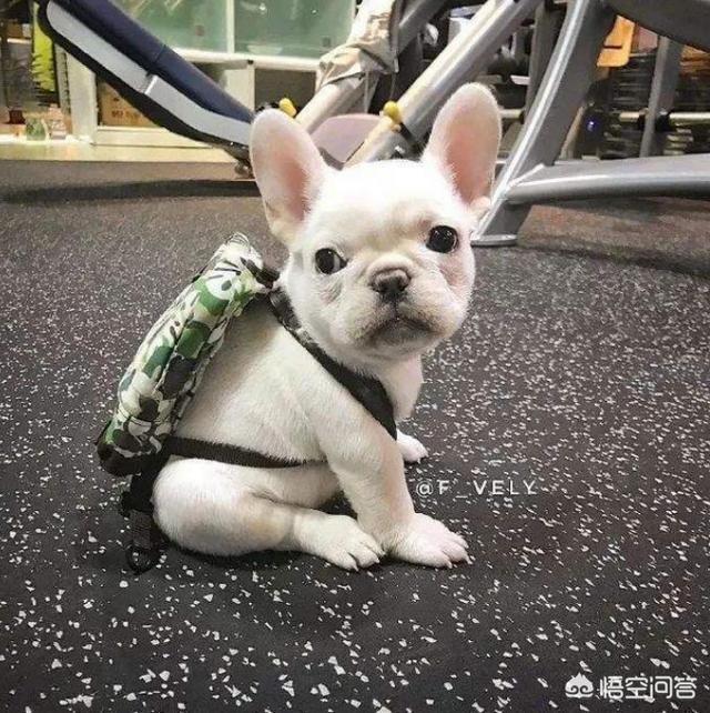 法国斗牛犬性格亲人:哪些表现说明法国斗牛犬乖巧懂事？