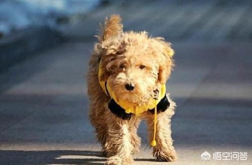 武汉贵宾犬论坛:贵宾犬关节炎能自愈吗，狗狗的关节炎可以自己好吗？