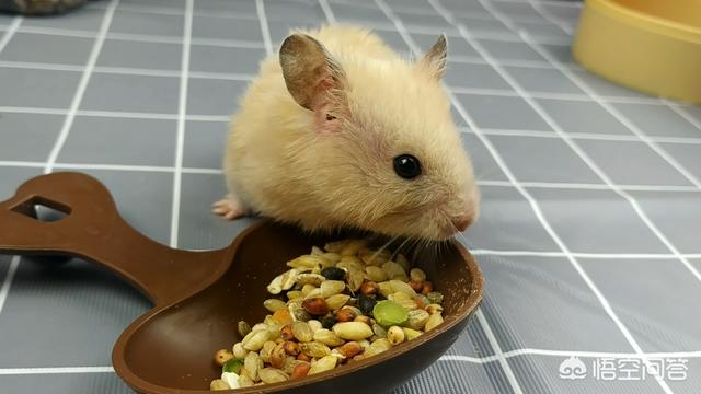 萌宠铲屎官是什么意思:为什么主人上厕所，猫都是喜欢跟着进去？