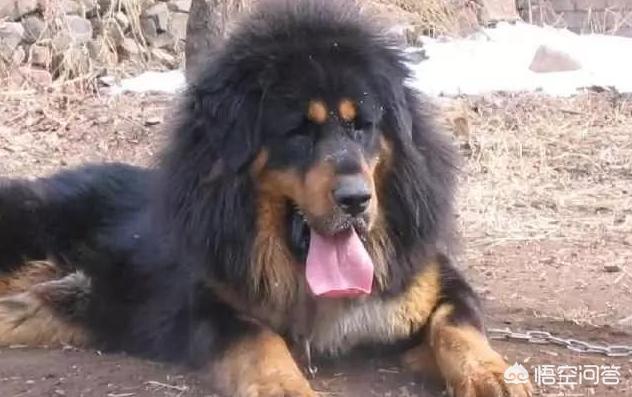 藏獒成火锅食材 网易:藏獒比小时候还瘦怎么办，虎藏獒没有胃口吃东西瘦怎么对付？