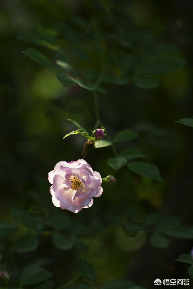 细叶美女樱:细叶美女樱是多年生吗 夏天拍微距，有哪些花卉或昆虫可以拍？