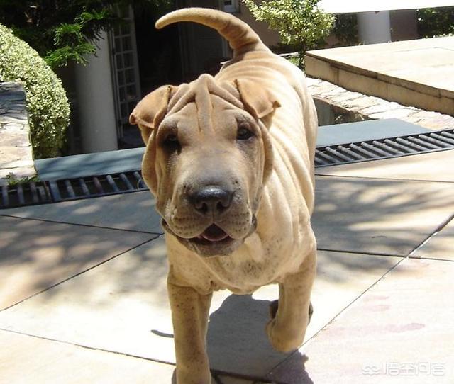 拳师犬论坛:排前10的狗狗都有哪些？