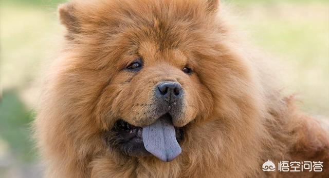 松师犬小时候的图片:饲养松狮犬之前，应该要了解什么？