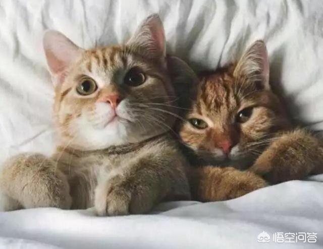 猫窝:请问大家怎样教小猫认自己的窝呢？