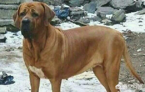 土佐斗犬能养吗:土佐犬一开始培育出来的目的是什么？为什么？