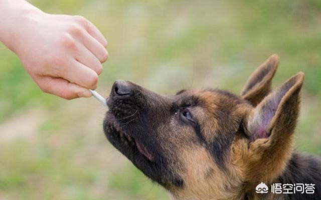 比利时马犬和德牧:专家进，德牧和马犬哪个好？