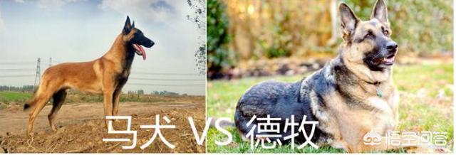 比利时马犬和德牧:专家进，德牧和马犬哪个好？