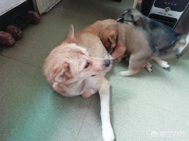 狗狗配种后应注意什么:狗狗配完种多少天下小狗？