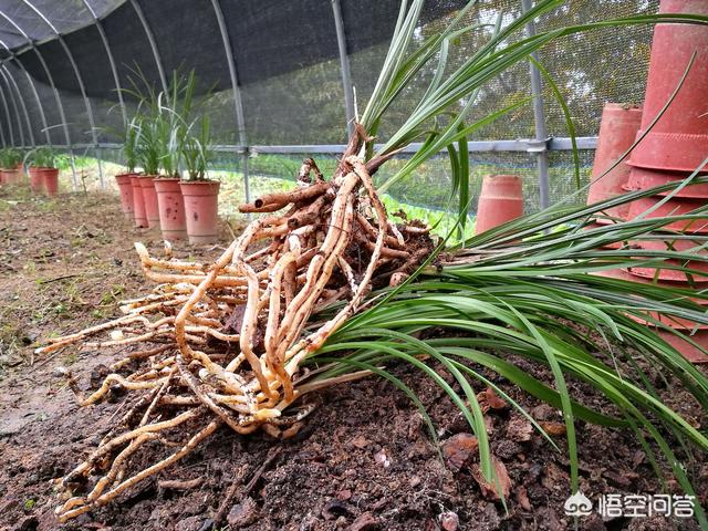 一叶兰l小盆怎样换大盆:经过晒根的兰花怎样服盆？