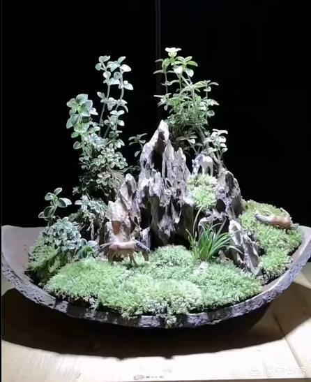 盆景六月雪怎么养护:六月雪如何制作微型盆景？