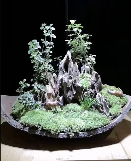 六月雪盆景造型图解制作