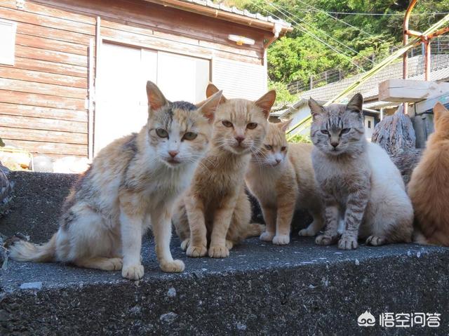 小猫一直打喷嚏但是很活泼:猫咪一直打喷嚏流眼泪怎么办？