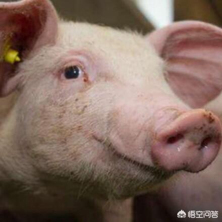 猪传染性胃肠炎:猪传染性胃肠炎怎么治 猪流行性腹泻到底是为什么？该怎么办？