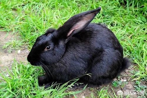 治疗兔子拉稀的方法有哪些，兔子拉稀会传染吗要怎么处理