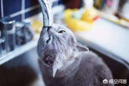 包子脸猫价格:包子脸猫一般多少钱 蓝猫多大才能长成包子脸？