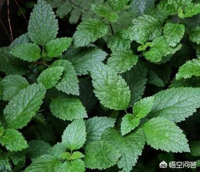 农村常见的“血见愁”是什么植物？有什么作用？