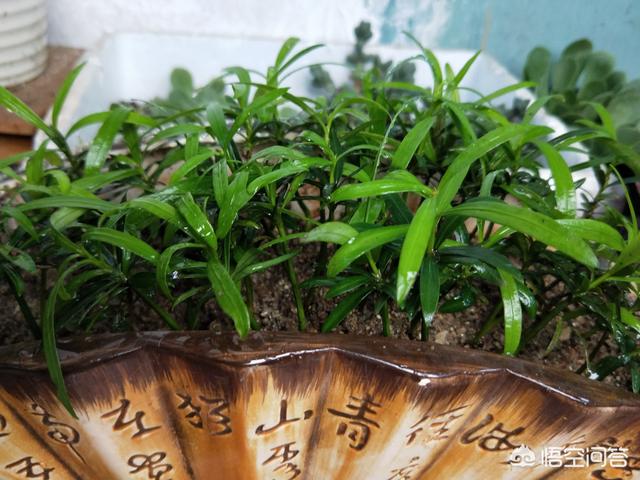 院子里种哪些植物可以一年四季都有绿色？什么植物冬天零下十度不落叶？