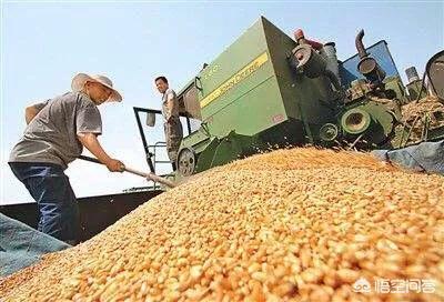 麦子什么时候成熟，小麦在几成熟收割好如何判断小麦已经成熟可以收割呢